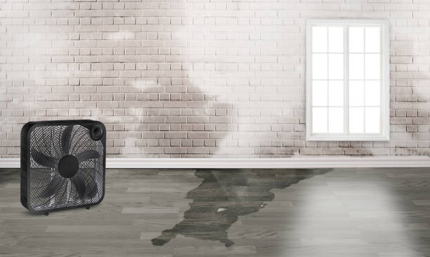 Best Flood damage cleanup  in Newman, CA